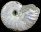 Silver Iridescent Ammonite - Madagascar #29861-1